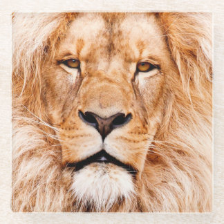 Dessous-de-verre En Verre Le closeudo animal de la faune du lion africain Po