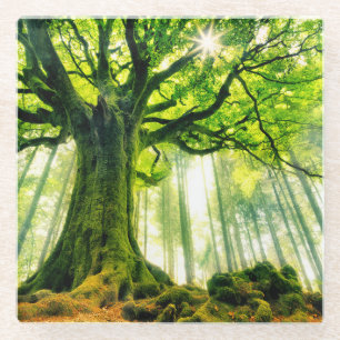 Dessous-de-verre En Verre Le hêtre de Ponthus