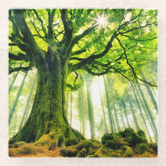 Dessous-de-verre En Verre Le hêtre de Ponthus (Devant)