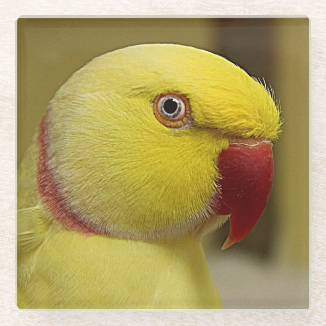 Dessous-de-verre En Verre Le perroquet jaune vif de l'Indien Lutino Ringneck (Devant)