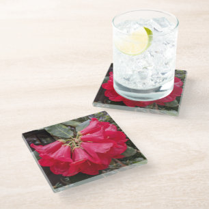 Dessous-de-verre En Verre Le Rhododendron rouge s'épanouit dans le Dessous