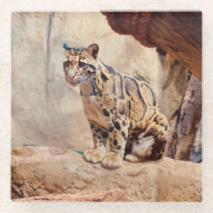 Dessous-de-verre En Verre léopard nébuleux image nature faune exotique