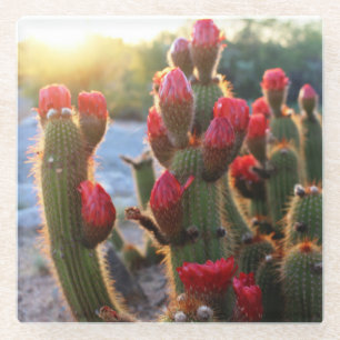 Dessous-de-verre En Verre Les cactus fleurissent le désert du coucher de so