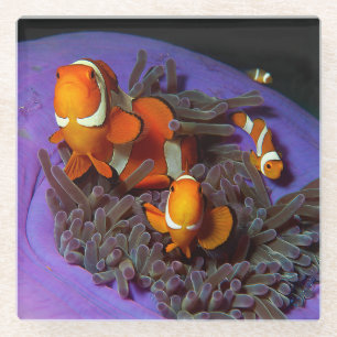 Dessous-de-verre En Verre Les poissons clowns sont toujours en mouvement A