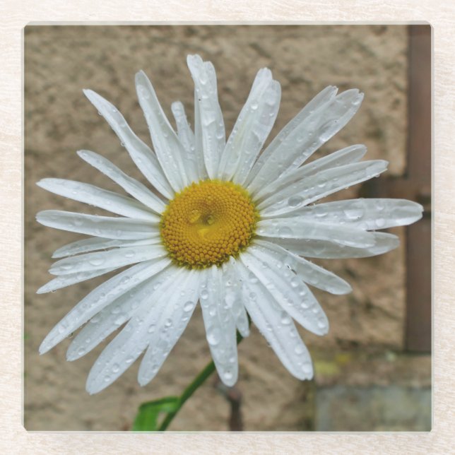 Dessous-de-verre En Verre Leucanthemum (Devant)
