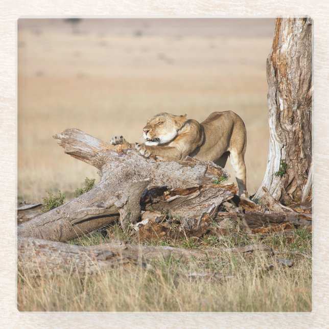 Dessous-de-verre En Verre Lioness stretching (Devant)