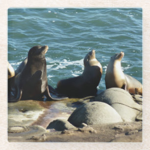 Dessous-de-verre En Verre Lions de la mer de San Diego