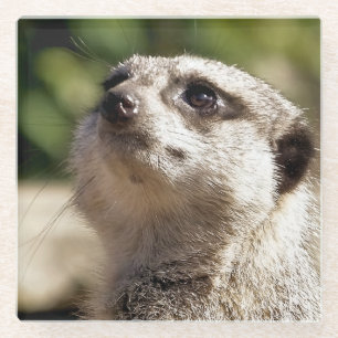 DESSOUS-DE-VERRE EN VERRE MEERKAT CUIT