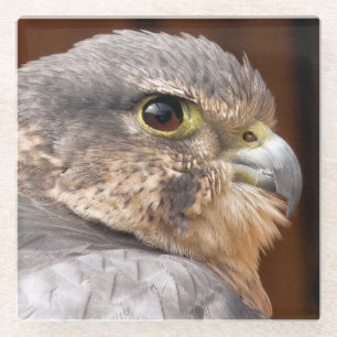 DESSOUS-DE-VERRE EN VERRE MERLIN FALCON OISEAU DE PREY
