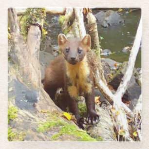 Dessous-de-verre En Verre Mignonne martre des pins, faune forestière se repo