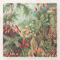 Mosses, Muscinae Laubmoose par Ernst Haeckel