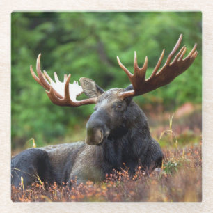 Dessous-de-verre En Verre Oie