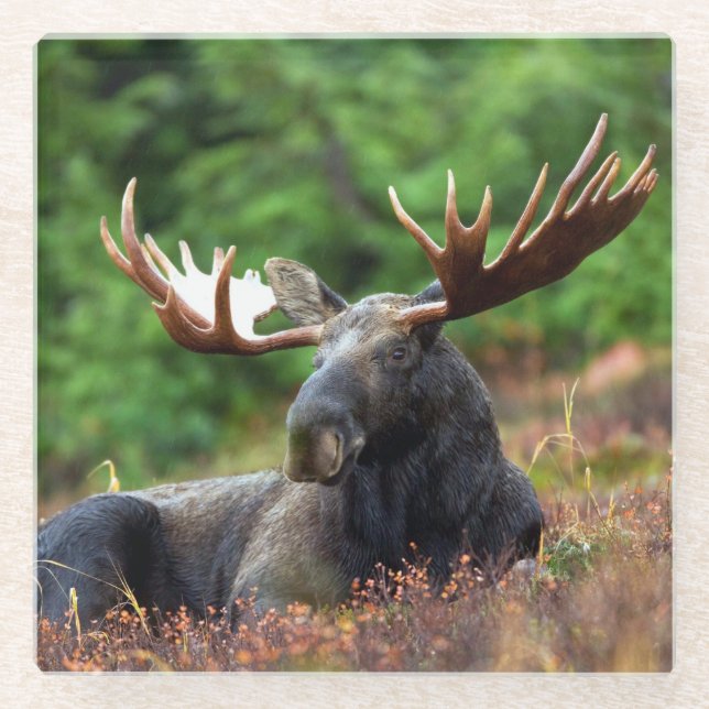 Dessous-de-verre En Verre Oie (Devant)