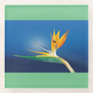Dessous-de-verre En Verre Oiseau des dessous de verre en verre de paradis