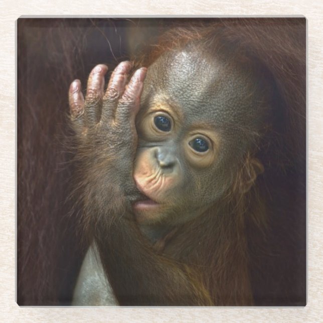 Dessous-de-verre En Verre Orang-outan (Devant)