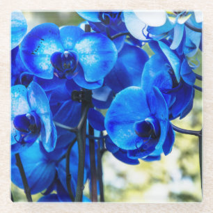 Dessous-de-verre En Verre Orchidées bleues