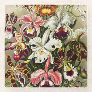 Dessous-de-verre En Verre Orchidées, Orchidée Denusblumen Ernst Haeckel