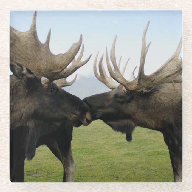 Dessous-de-verre En Verre Orignaux (Devant)