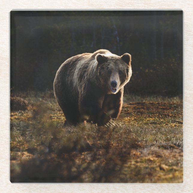 Dessous-de-verre En Verre Ours (Devant)