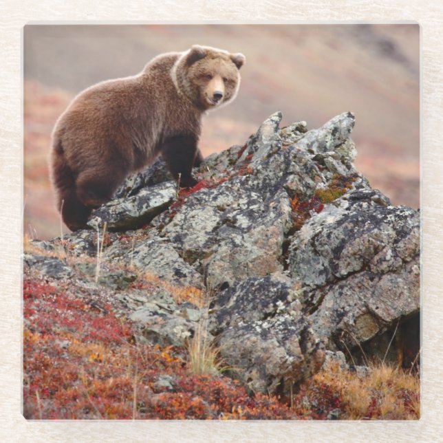 Dessous-de-verre En Verre Ours Brown de Denali (Devant)