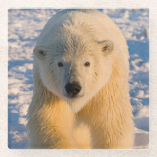 Dessous-de-verre En Verre ours polaire, Ursus maritimus, ours polaire sur gl