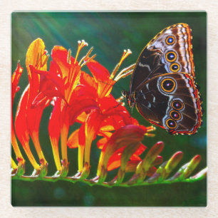 Dessous-de-verre En Verre Papillon morpho bleu sur fleurs de Crocosmia Lucif