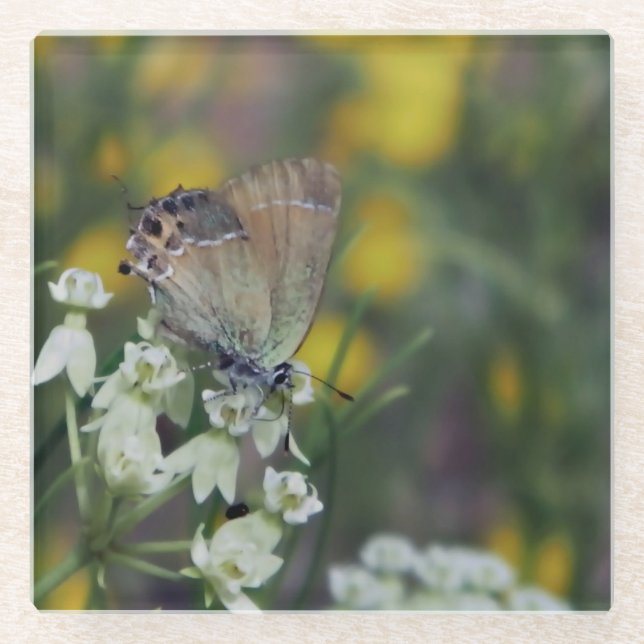 Dessous-de-verre En Verre Papillon skipper sur une fleur (Devant)