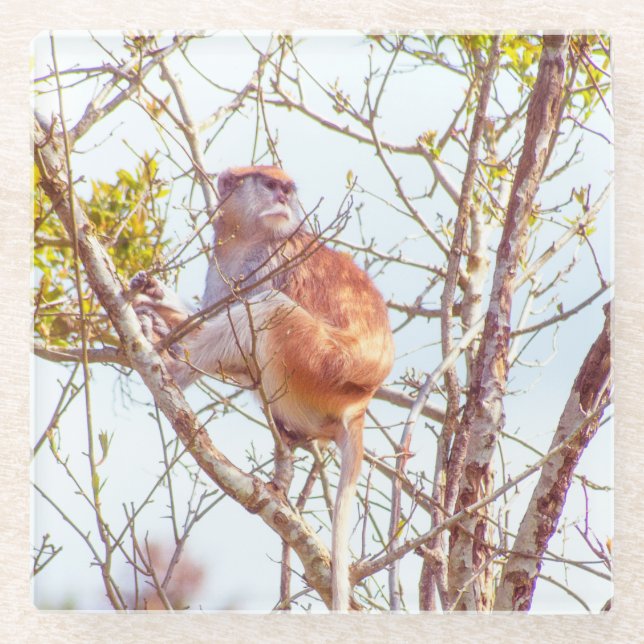 Dessous-de-verre En Verre Patas est au sommet d'un arbre (Devant)