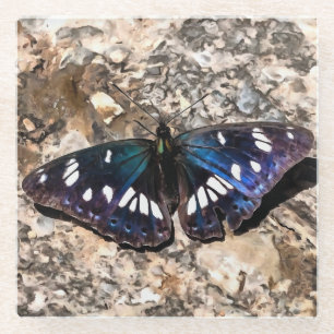 Dessous-de-verre En Verre Peinture de papillon bleu de l'amiral blanc du sud