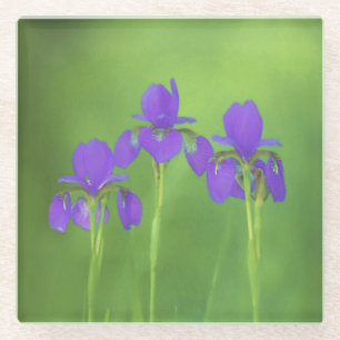 Dessous-de-verre En Verre Peinture Iris Violet - Art Fleur Originale