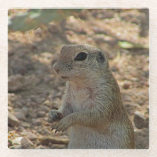 Dessous-de-verre En Verre Photo d'un écureuil terrestre debout, animal du dé