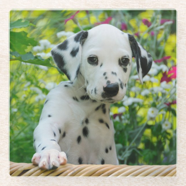 Dessous-de-verre En Verre Photo mignonne de chiot de chien dalmatien mignon, (Devant)