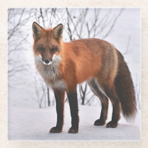 Dessous-de-verre En Verre Photo Red fox