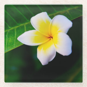 Dessous-de-verre En Verre Photographie de fleurs de plumeria