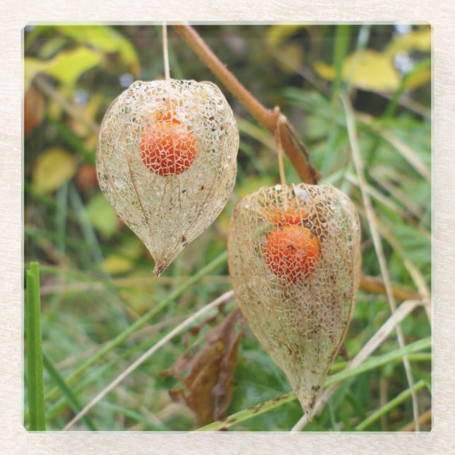 Dessous-de-verre En Verre Physalis alkekengi (Devant)