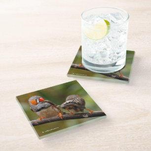 Dessous-de-verre En Verre Pinsons zèbres effrontés oiseaux chanteurs sur une