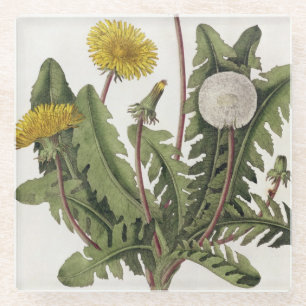 Dessous-de-verre En Verre Pissenlit (gravure de couleur)