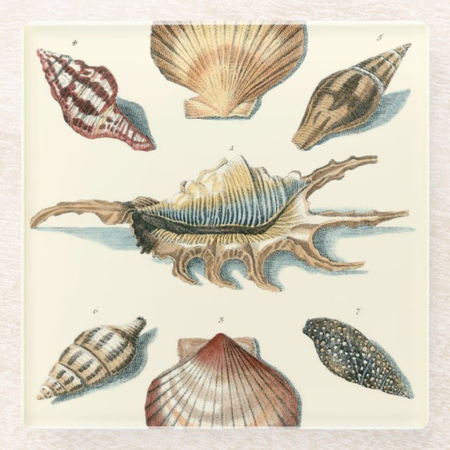 Dessous-de-verre En Verre Plage de Shell soignée (Devant)