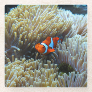 Dessous-de-verre En Verre Poisson clown dans un Dessous de verre en verre de