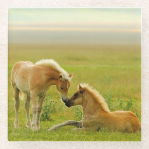 Dessous-de-verre En Verre Poulains de cheval