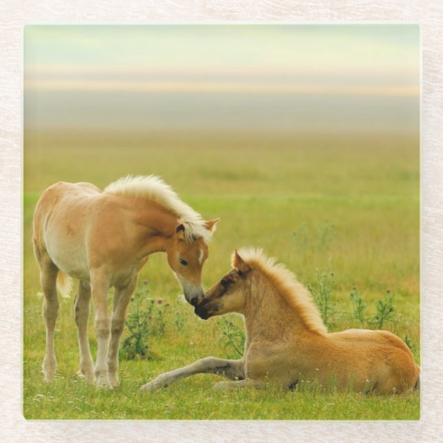 Dessous-de-verre En Verre Poulains de cheval (Devant)