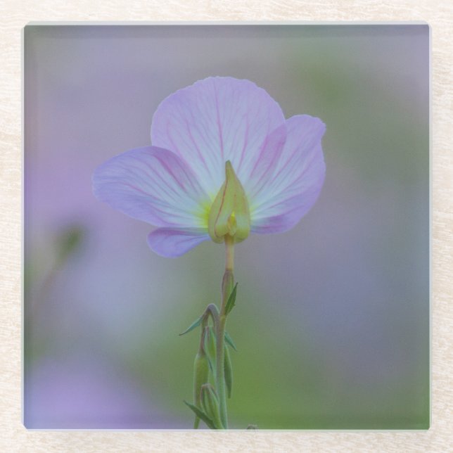Dessous-de-verre En Verre Primrose pourpre (Devant)