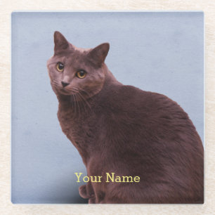 Dessous-de-verre En Verre Regard russe de chat bleu