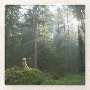 Dessous-de-verre En Verre Région boisée de pin du chien   de golden