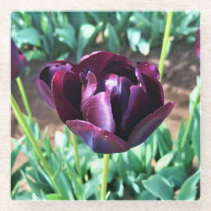 Dessous-de-verre En Verre Reine de la Tulipe de nuit, Oregon