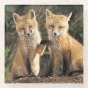 Dessous-de-verre En Verre Renard roux bébé devant terrier Vulpes vulpes