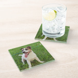 Dessous-de-verre En Verre Renard Terrier, Langue À La Poitrine,