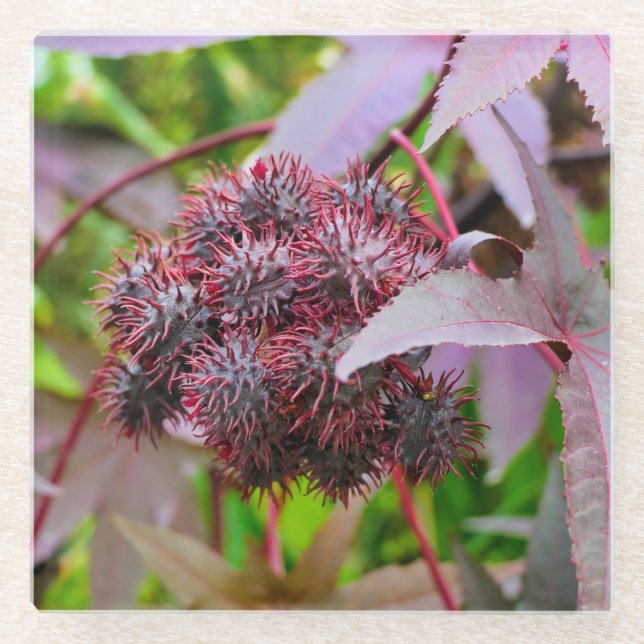 Dessous-de-verre En Verre Ricinus communis (Devant)