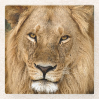 Dessous-de-verre En Verre Roi Lion décontracté, Grand Mane Coaster