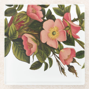 Dessous-de-verre En Verre Roses Anciennes Jolies Roses Botaniques Roses